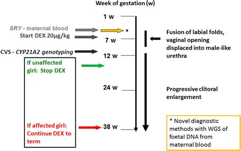 An Update On The Long Term Outcomes Of Prenatal Dexamethasone Treatment