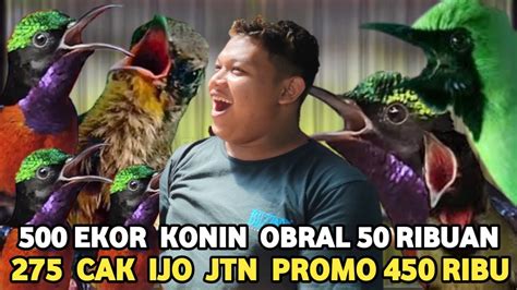 Tumpah Ruah Konin Ekor Obral Tiga Ekor Ribu Cak Ijo Jtn