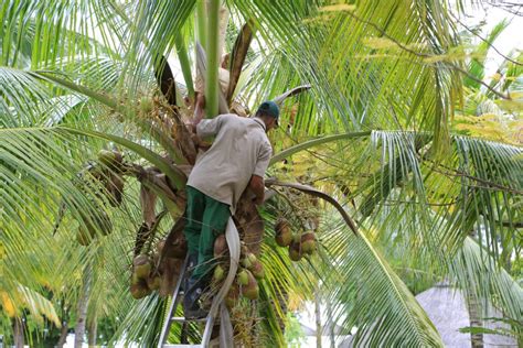 Coconut Mulch: What It is and Tips for Using - Garden.eco