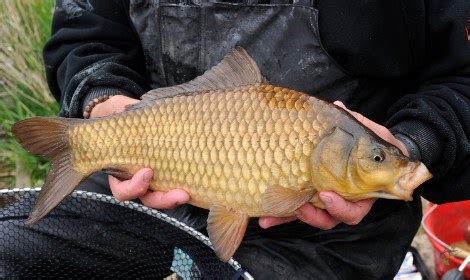 F1 Carp – How to Identify and Catch Them? | Best of Angling