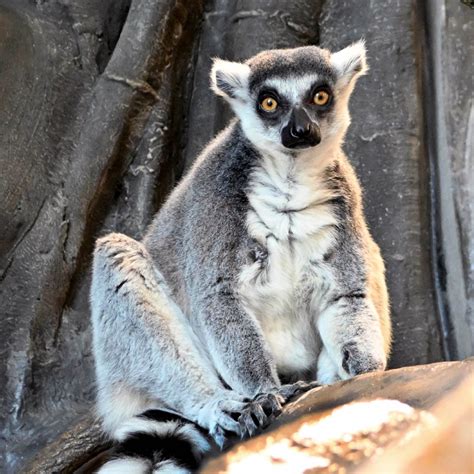 Discover The Charm Of Ring-Tailed Lemurs! - Brookfield Zoo Zoo Guide