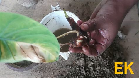 Harvesting Taro Roots And Cleaning In Home Garden Youtube