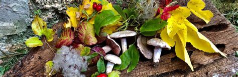 Colori E Sapori Dautunno Precicchie Ed Il Foliage Di Vallacera