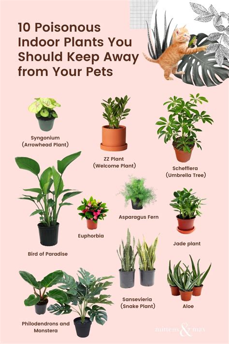 What Plants Are Safe For Cats Back Gardener