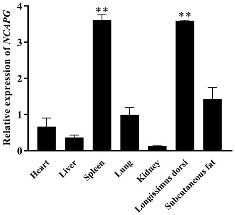 Ijms Free Full Text Unlocking The Transcriptional Control Of Ncapg