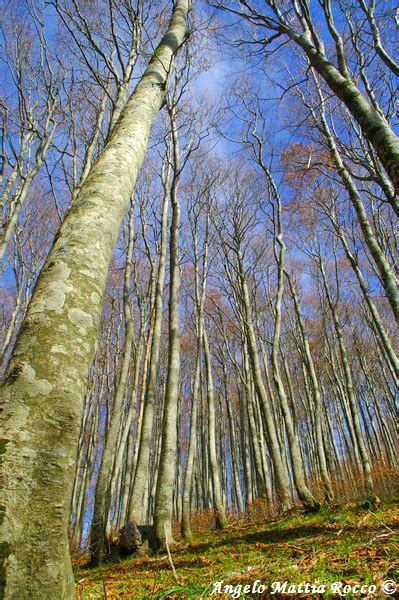 Servizio Fotografico Escursione Autunnale Sul Monte Cervialto