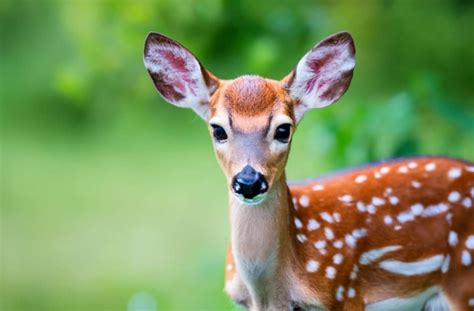 What is a Baby Deer Called? Discover the Answer! - DeerSeason.Org