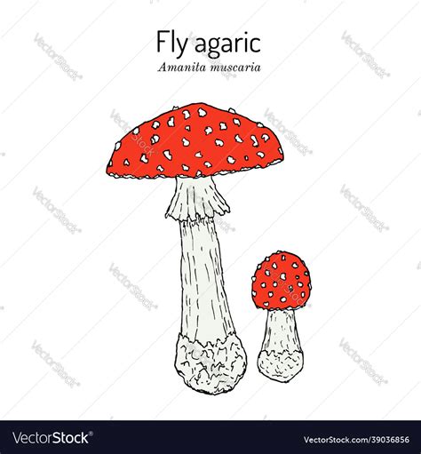 Fly Agaric Amanita Muscaria Poisonous Royalty Free Vector