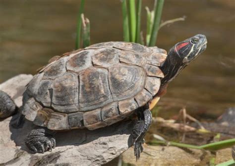 Turtle Symbolism Mythology Cultural Depictions Hepper