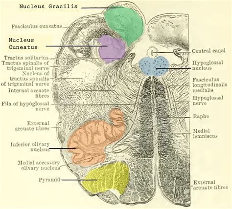 Brainstem Medulla Oblongata Pons And Midbrain Anatomy