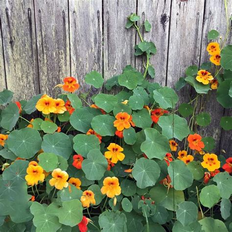 Kapuzinerkresse Samen Pflanze Blumensamen MehrjäHrig Winterhart Blumen