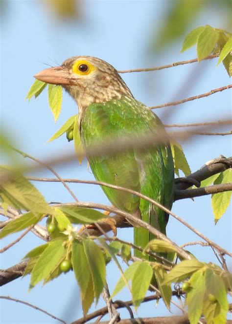 Barbu Rayé Megalaima Lineata Lineated Barbet Khao Lak Thailand