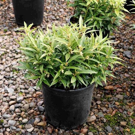 Sarcococca Hookeriana Var Humilis Sarsid 1 Fragrant Valley™ Blue