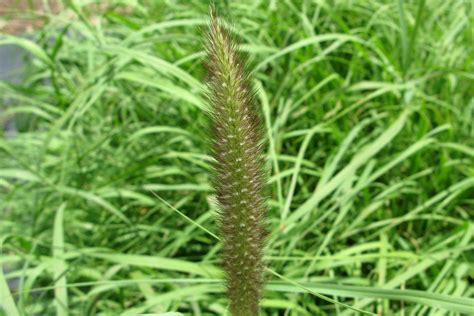 Buffel Tropical Grass | AusWest & Stephen Pasture Seeds