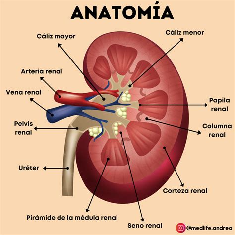 Anatomia Del Rinon Anatomia Humana Salud Udocz Images