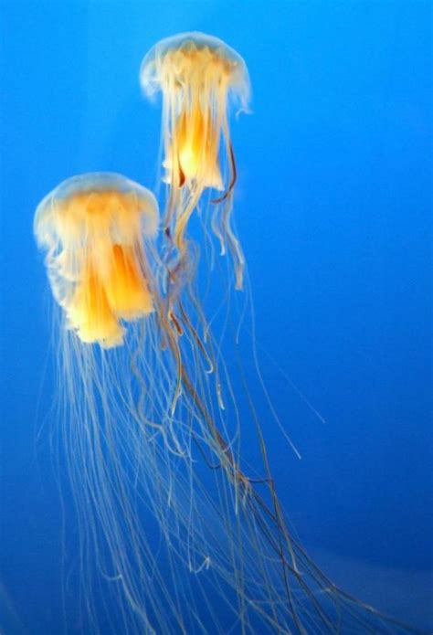 The Lion S Mane Jellyfish Is One Of The Largest Jellyfish With The