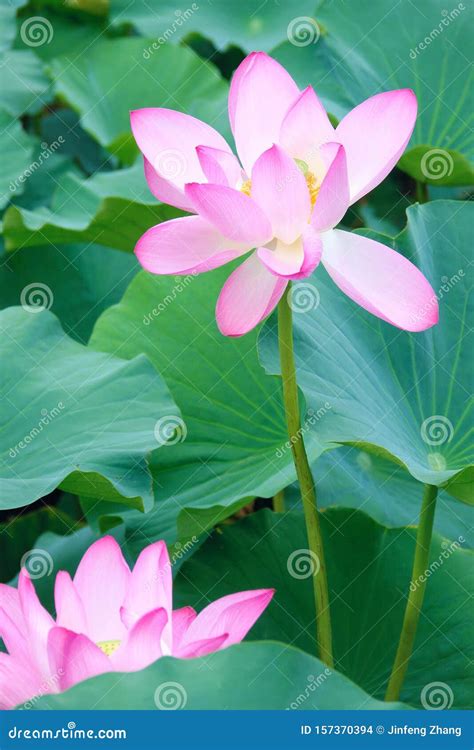 Two Lotus Flowers Stock Photo Image Of Blossom Flowers 157370394