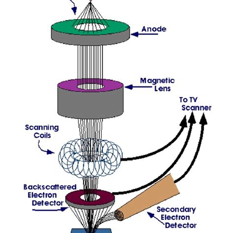 Schematic Representation Of Scanning Electron Microscope Download Scientific Diagram