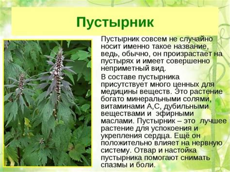 Травы от давления: 7 эффективных трав от высокого давления