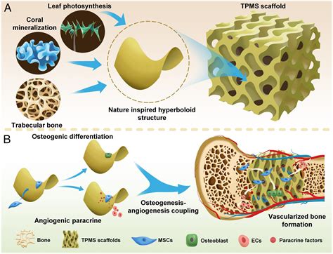 Gaussian Curvature Driven Direction Of Cell Fate Toward Osteogenesis With Triply Periodic