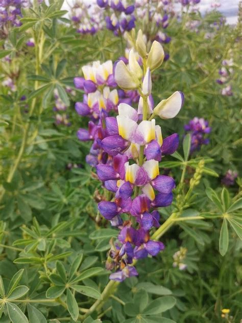 Lupinus mutabilis Sweet 世界植物區系 Pl ntNet identify