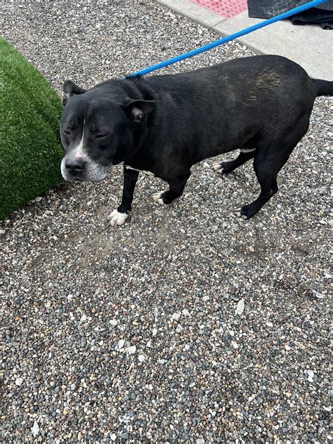 pittsfield animal shelter 3