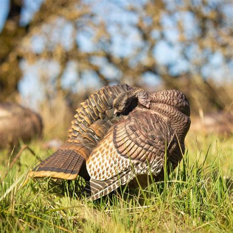 Preening Hen Dave Smith Decoys