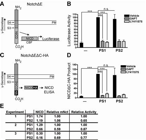 Ps And Ps Generate Equal Amounts Of Nicd Product A Notche Substrate