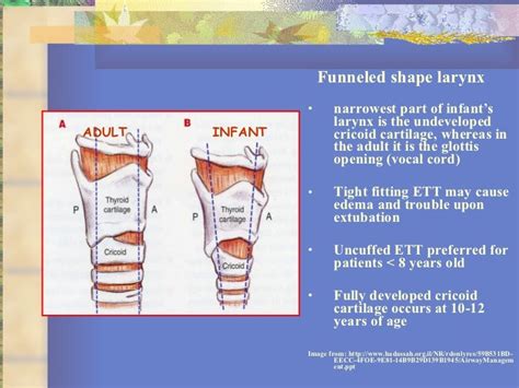 18 Basics Of Pediatric Airway Anatomy Physiology And Management