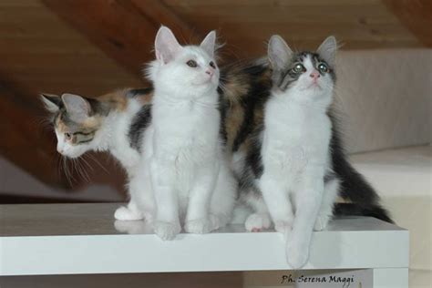 Turkish kittens – Elisir Cats