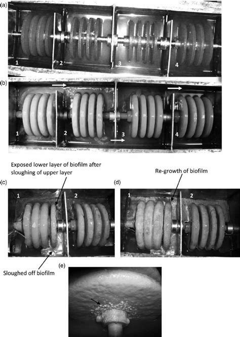 Appearance Of Various Growth Stages Of Rbc Bio Fi Lm During The