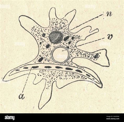 Antique Engraved Illustration Of An Amoeba Vintage Illustration Of An