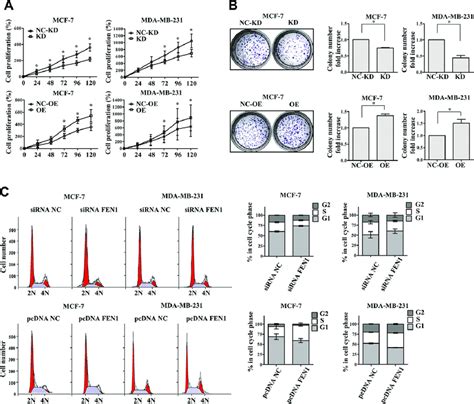 Fen1 Promotes Breast Cancer Cell Proliferation And Cell Cycle