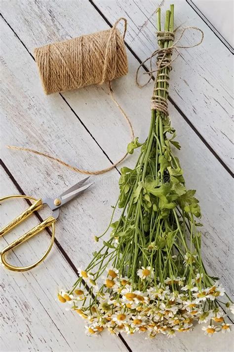 Harvesting Of Chamomile Into Bundles And Preparation For Drying Drying