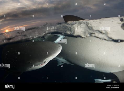 Lemon shark Bahamas Stock Photo - Alamy