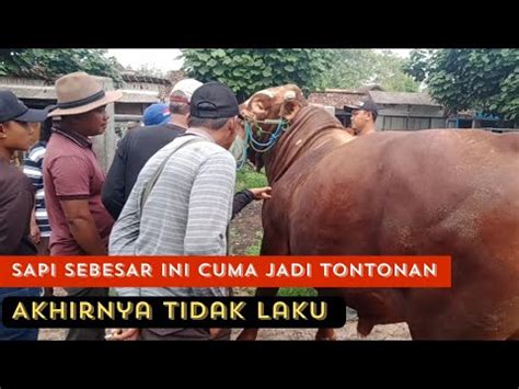 43 JUTASAPI SUPER JUMBO SAMPAI SIANG BELUM LAKU YouTube