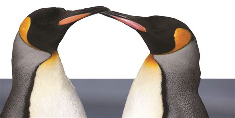 Se i due papà pinguini aiutano la causa gay IlGiornale it
