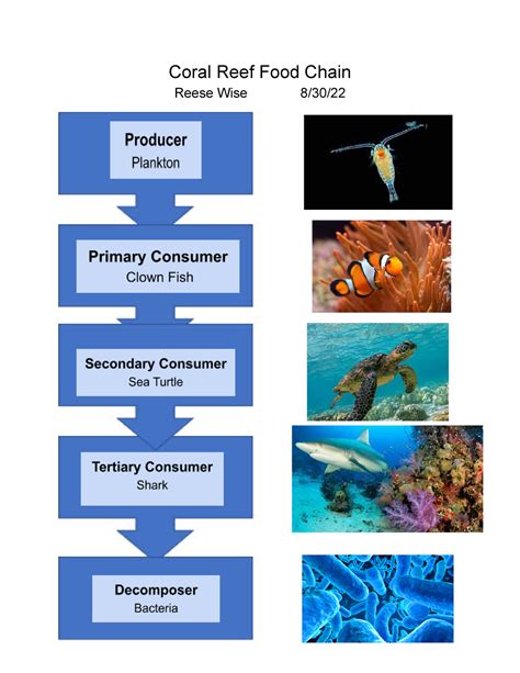 Reese Wise- Food chain - Coral Reef Food Chain Reese Wise 8/30 ...
