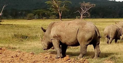 Tour Di Un Giorno Del Parco Nazionale Del Lago Nakuru Da Nairobi