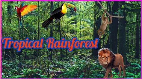 Tropical Rainforest For Kids 4 Layers Of Rainforest Animals Of