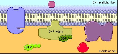 Biomembranes