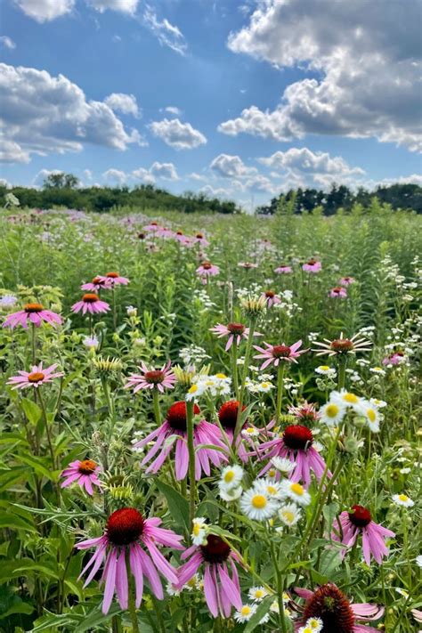Wildflower aesthetic | Wild flower meadow, Wildflowers photography ...