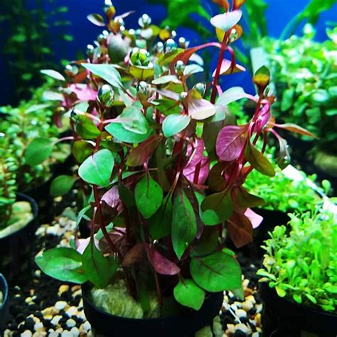 Ludwigia Sp Mini Super Red Características Y Cuidados Sirocco Acuarios