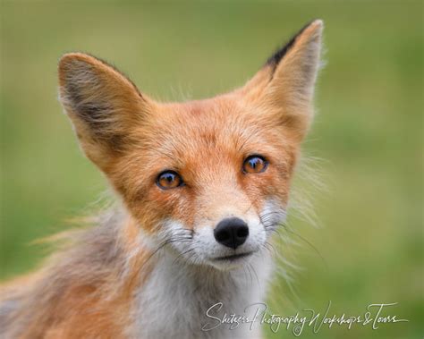 Red Fox Close Up - Shetzers Photography