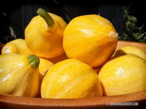 Lemon Summer Squash