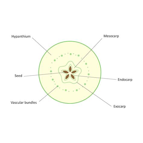 Premium Vector The Internal Structure Of The Fruit Of The Apple Tree