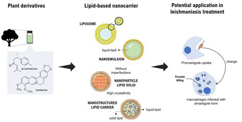 Schematic Illustration Of Plant Based Lipid Nanocarriers Used As