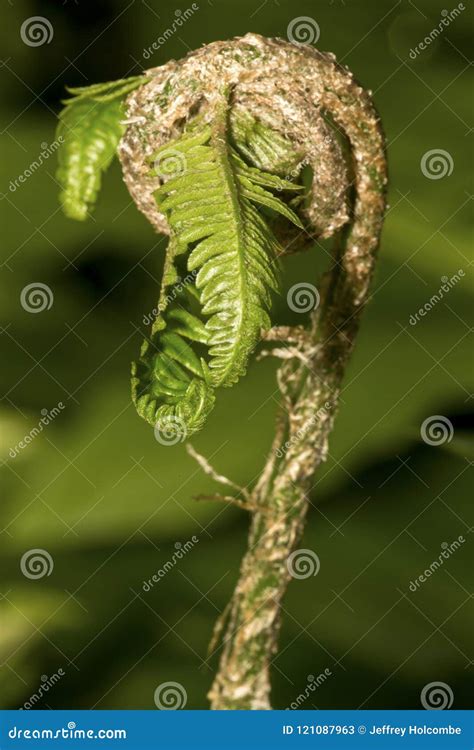 Fiddleheads Of A Wood Fern At Northwest Park Windsor Connecticut