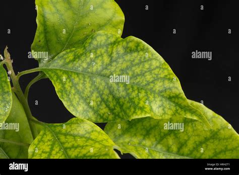 Iron Defieciency Symptoms Interveinal Chlorosis On The Leaves Of A