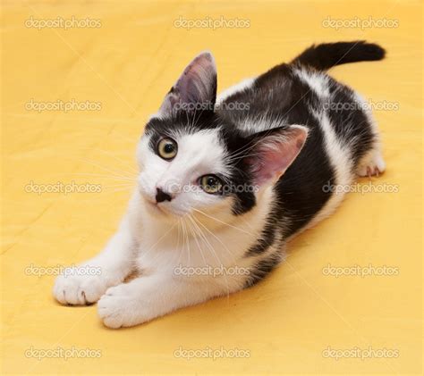 Gato Blanco Con Manchas Negras Adolescente Acostado Sobre Fondo Dorado 2024